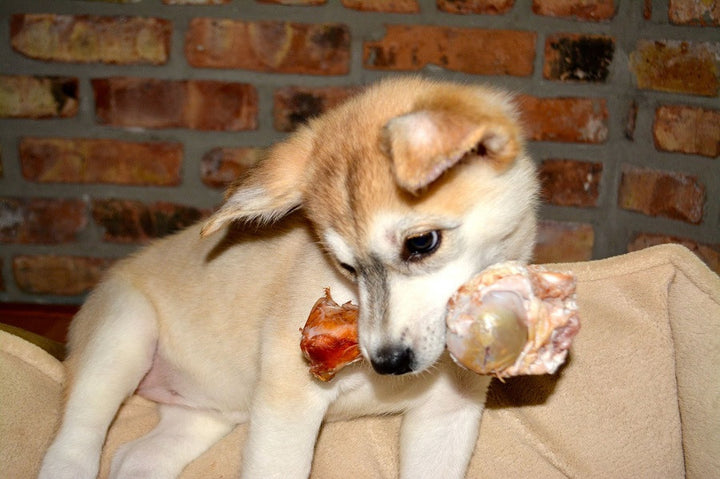 Pupsicles will keep your friend busy for hours. Supervision is reccommended.