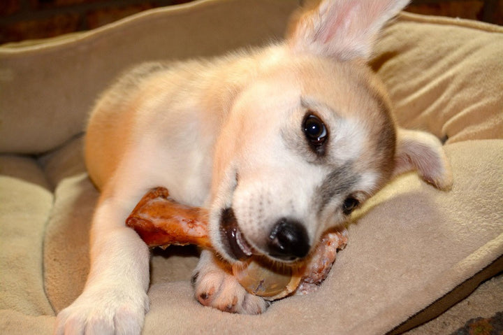 Kai (Alaskan Malamute, 8 weeks old) LOVES her Pupsicles!